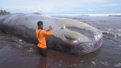 CNNE 1373496 - en las ultimas semanas, 18 ballenas aparecieron sin vida en bali