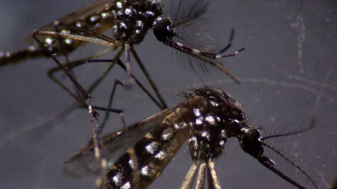 CNNE 1373946 - america latina, en alerta por brote de dengue