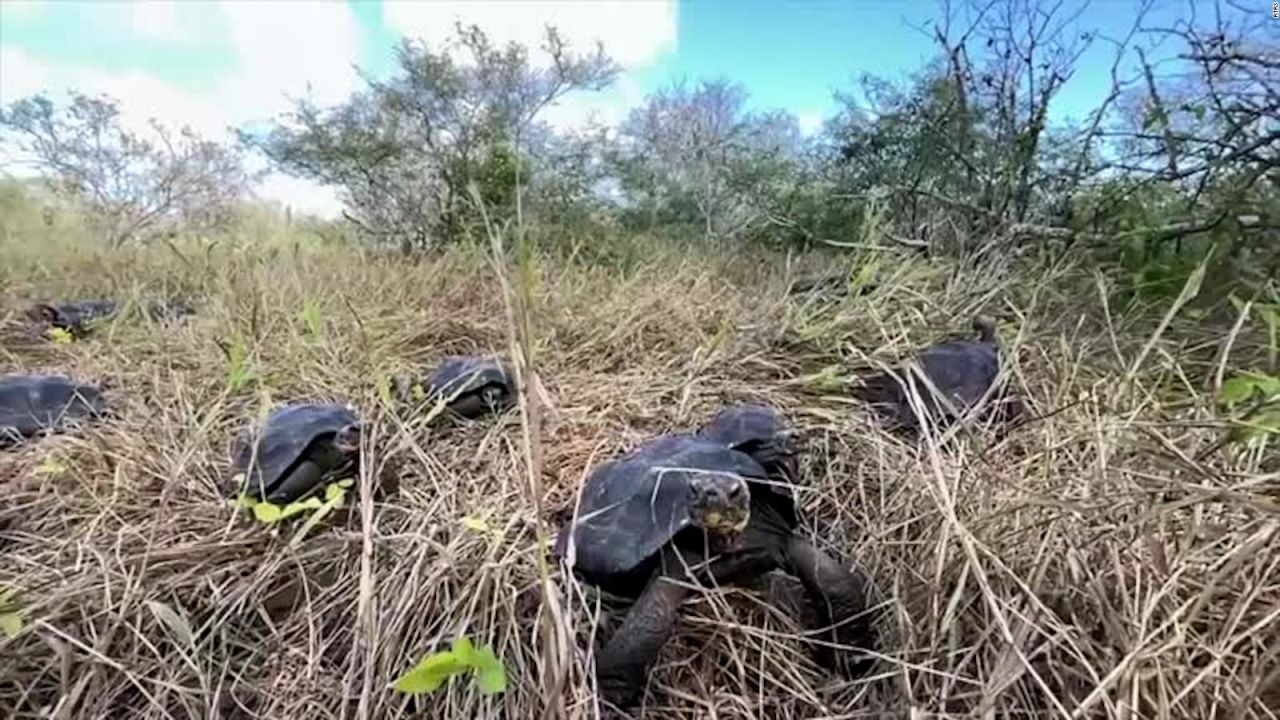 CNNE 1374085 - mira como liberaron a tortugas criadas en cautiverio en las islas galapagos