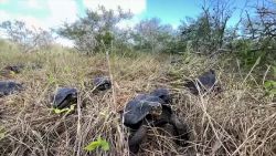 CNNE 1374085 - mira como liberaron a tortugas criadas en cautiverio en las islas galapagos