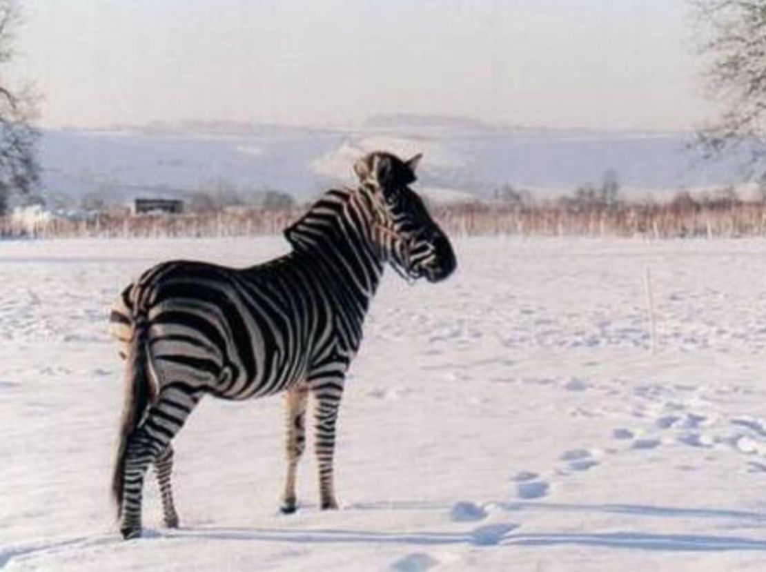 Mombassa, adornando el paisaje de Inglaterra. Foto: Gary Witheford