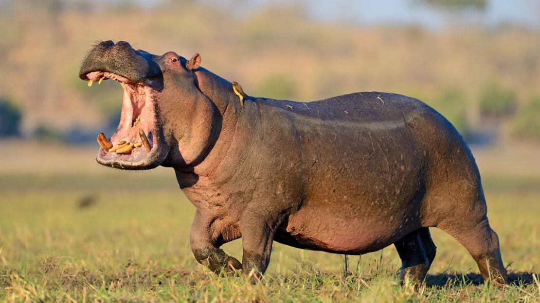 Los hipopótamos se sienten como en casa en el agua o en tierra. Este hipopótamo estaba en el Parque Nacional de Chobe, situado en el famoso delta del Okavango, al norte de Botswana. Crédito: Winfried Wisniewski/Banco de imágenes RF/Getty Images