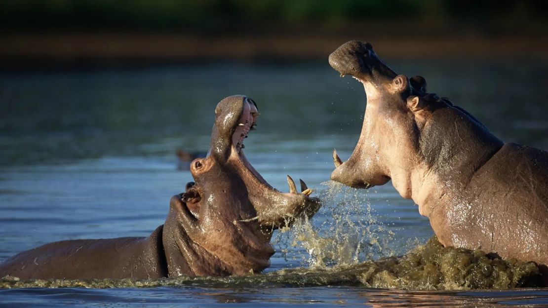 Dos hipopótamos luchan entre sí Sudáfrica. Los machos pueden enfrentarse por el liderazgo de sus manadas, los privilegios de apareamiento o el territorio. Crédito: Johan Swanepoel/Adobe Stock