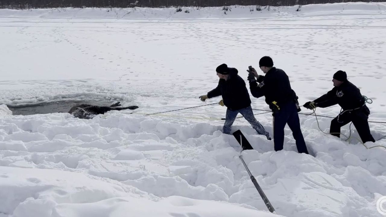 CNNE 1375491 - mira el rescate de un alce atrapado en el hielo