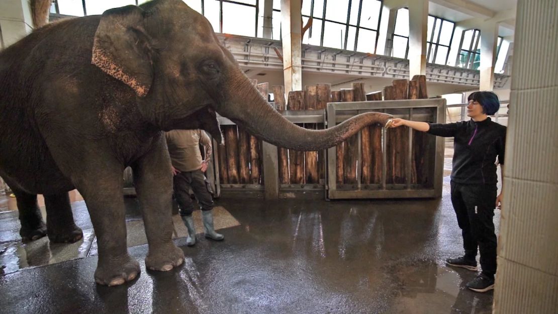 Pang Pha era un bebé cuando llegó al zoológico de Berlín, donde le dieron de comer bananas.