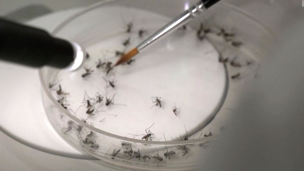 CNNE 1377097 - la curiosa tecnica con la que buscan frenar avance del dengue en argentina