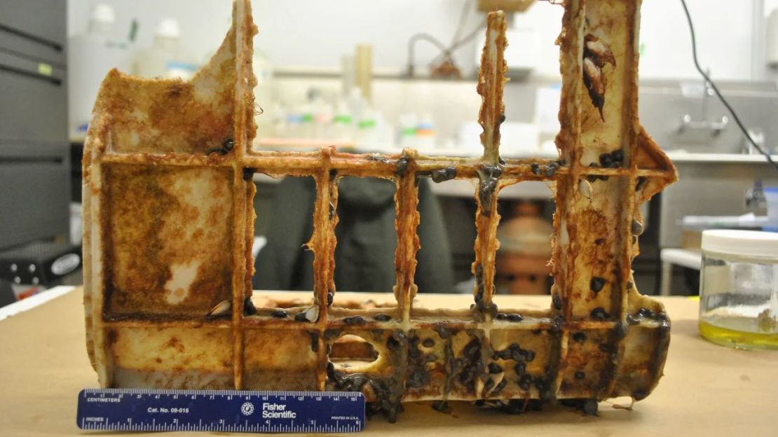 Anémonas costeras junto a percebes pelágicos (de mar abierto) y briozoos pelágicos en una caja de pescado abandonada recuperada en el Giro Subtropical del Pacífico Norte. Cortesía de Linsey Haram/Smithsonian Institution