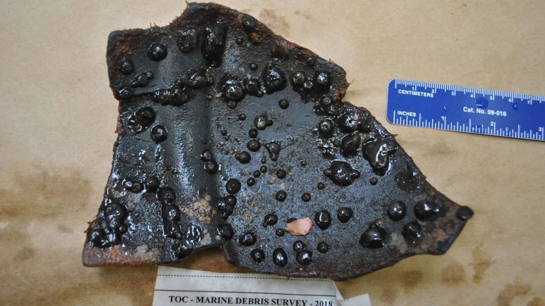 Anémonas de agregación costera encontradas en un fragmento de plástico negro flotante recogido en la mancha de basura. Cortesía de Linsey Haram/Smithsonian Institution