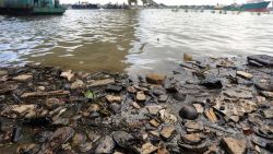 CNNE 1377303 - enorme parche de basura en el pacifico genera su propio ecosistema