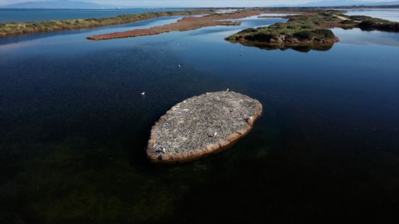 CNNE 1377705 - aves en peligro de extincion eligen una isla reciclada como su hogar