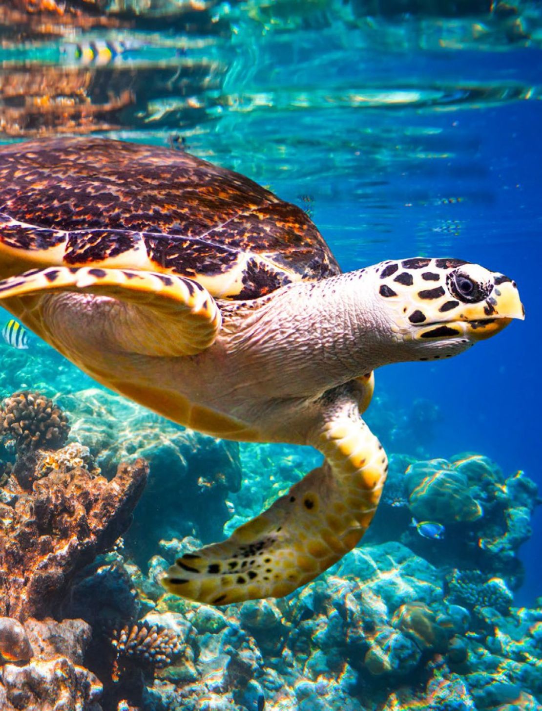 Saadiyat es hogar de las tortugas carey en peligro de extinción. Crédito: Cortesía de Saadiyat Island