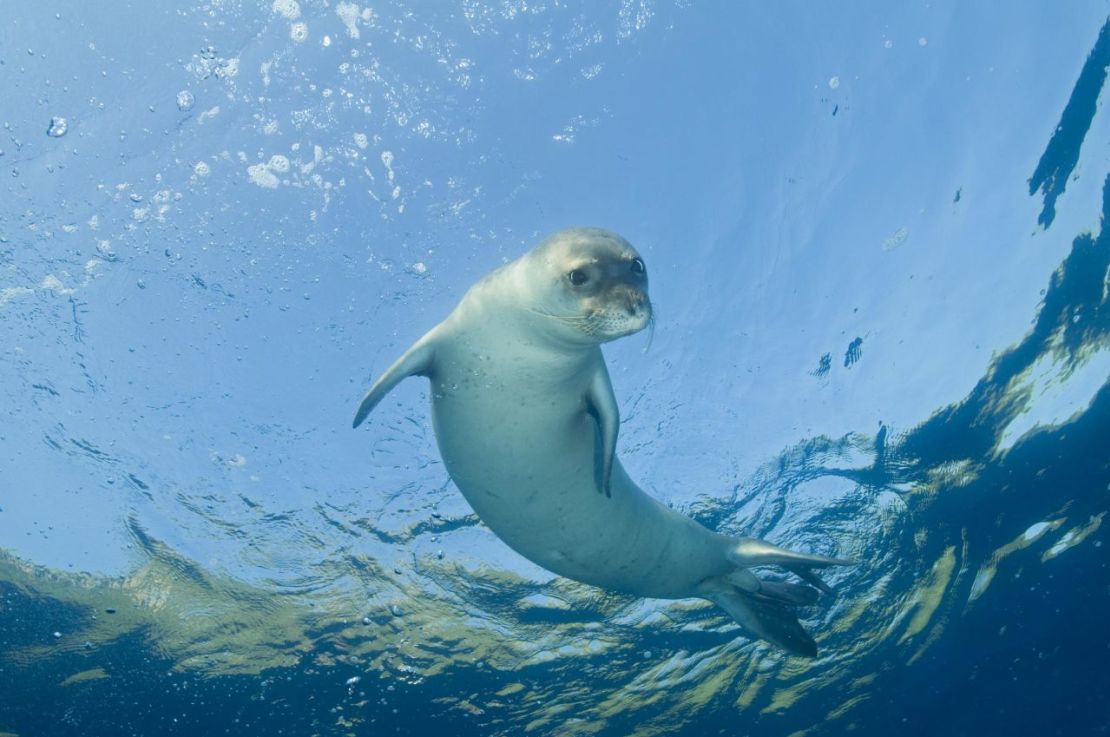 En las últimas décadas, las poblaciones locales de peces se han agotado y se han destruido hábitats críticos para la foca monje del Mediterráneo y la tortuga boba, especies en peligro de extinción. Crédito: Zafer Kizilkaya