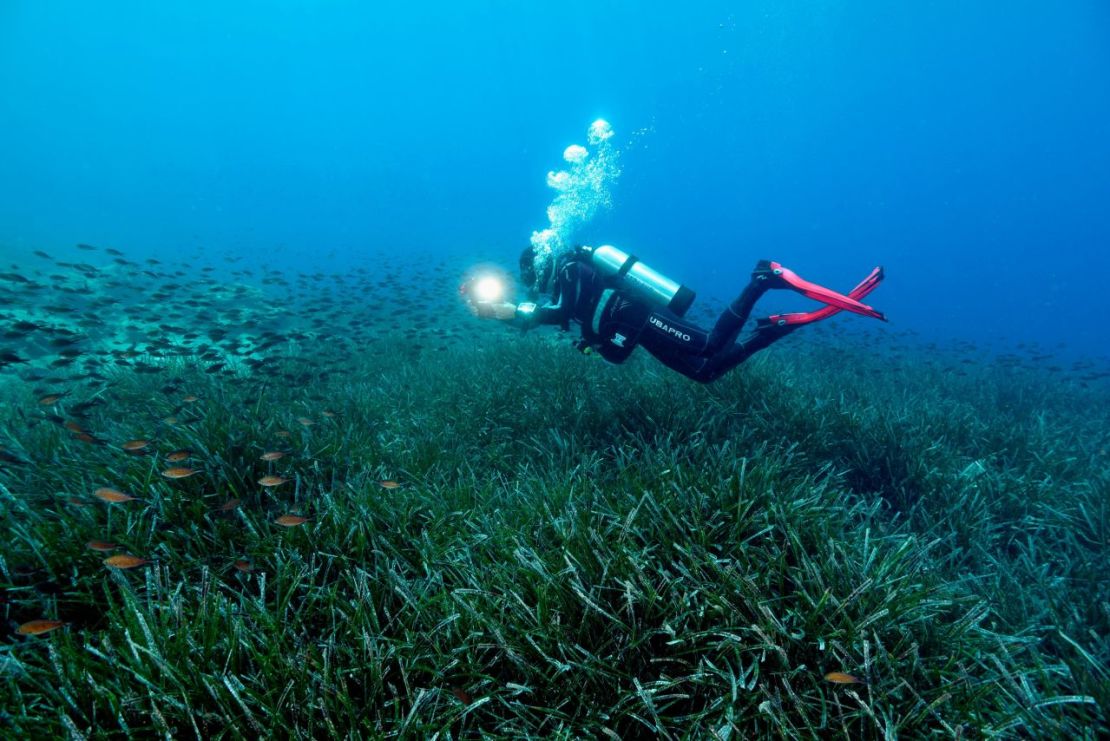 En colaboración con las comunidades pesqueras locales, cuyos medios de vida se habían visto afectados por la escasez de pescado, Kizilkaya y su equipo establecieron zonas de veda alrededor de la bahía. Crédito: Zafer Kizilkaya