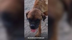 CNNE 1381715 - perro maltratado acude a audiencia en la que comparecio su victimaria