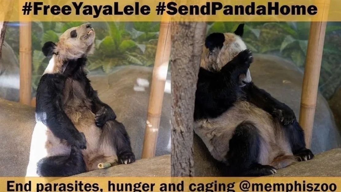Una petición de Panda Voices para que Ya Ya y Le Le vuelvan a China en change.org ha conseguido 193.000 firmas. Crédito: change.org