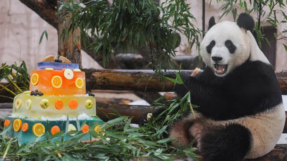 Ru Yi, un panda gigante macho del zoo de Moscú, disfruta de un pastel especial con motivo del Día Internacional del Panda, el 16 de marzo. Crédito: Evgenia Novozhenina/Reuters