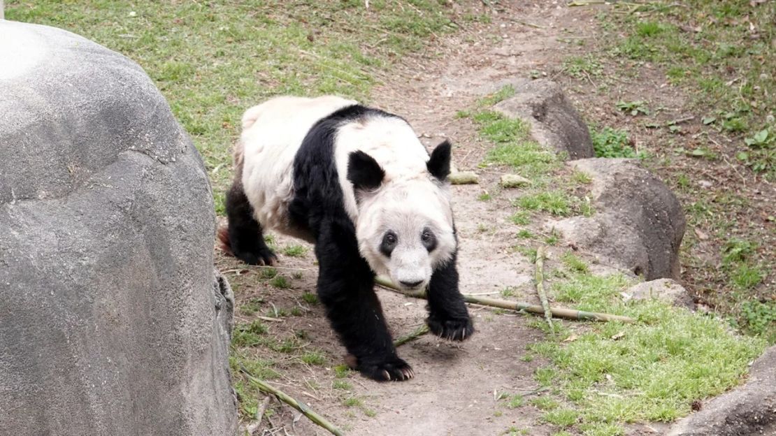 Ya Ya saluda a sus seguidores el 8 de abril, cuando cientos de personas visitaron el zoológico para despedirse del panda gigante. Crédito: Karen Pulfer Focht/AP