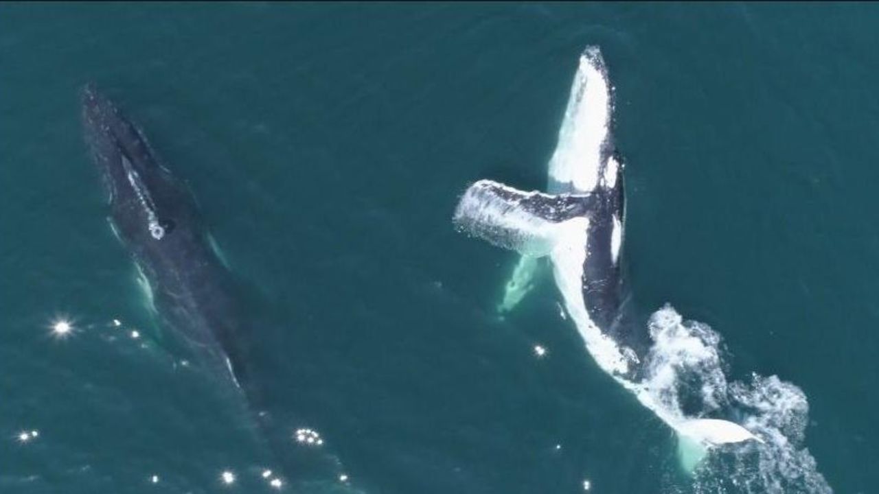 CNNE 1383189 - ballenas combaten el estres y se relajan en el mar de australia