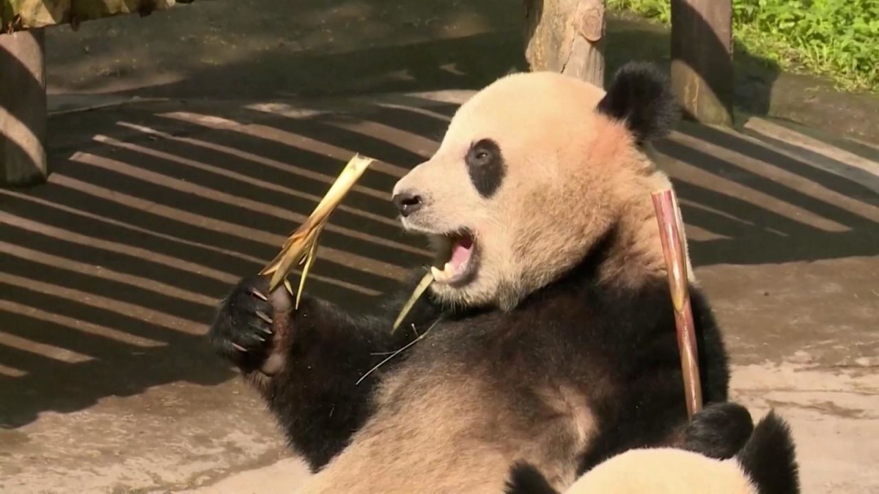 CNNE 1385009 - mira como una familia de pandas se sienta a comer