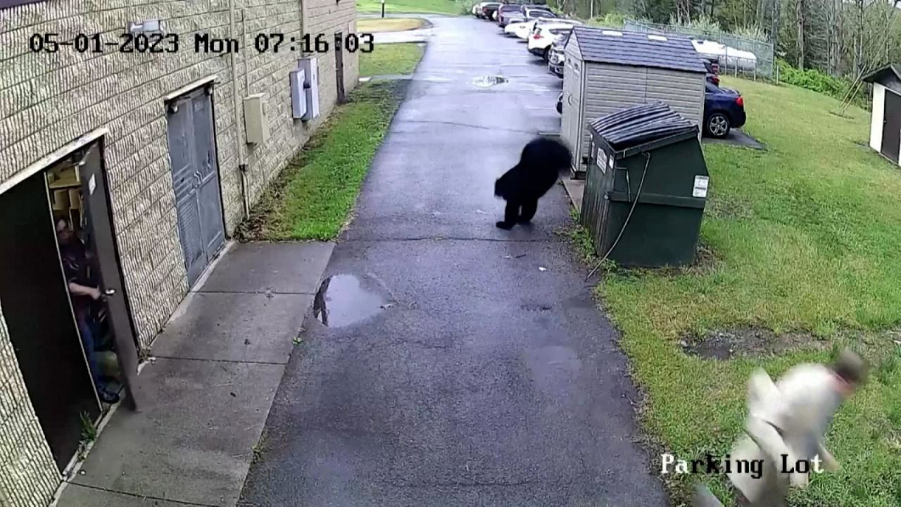 ¡Sorpresa! Un oso salta de un contenedor de basura y asusta a un director  de escuela