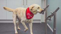 CNNE 1386284 - programa piloto de perros detectores de covid-19 es un exito en california, dicen autoridades