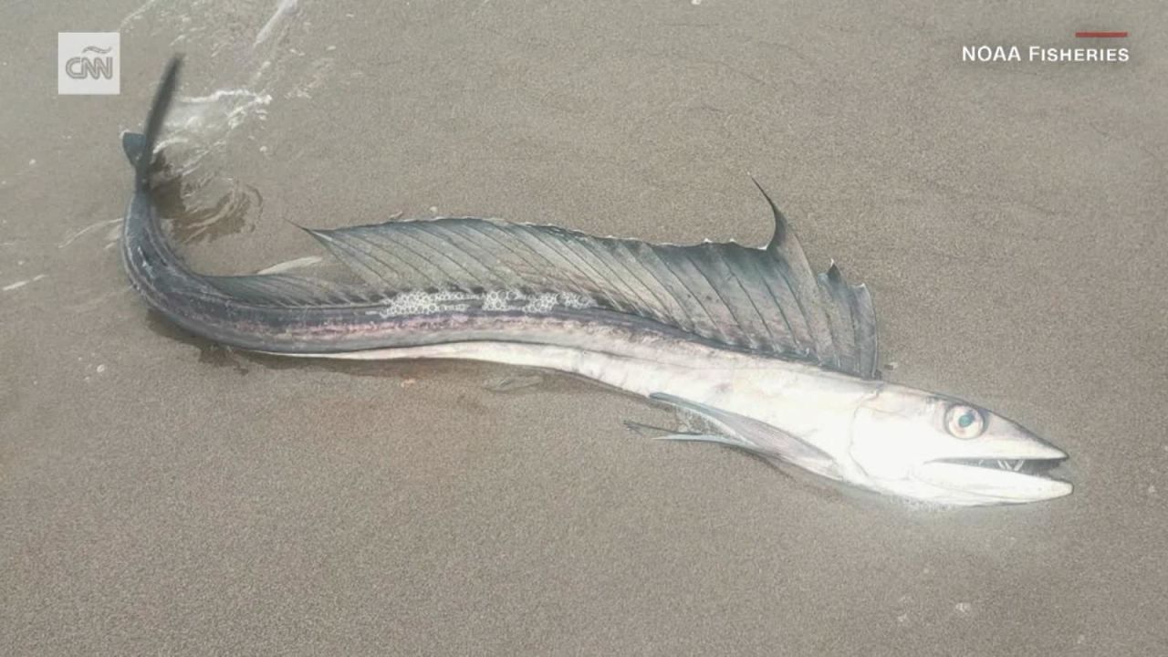 CNNE 1388792 - el misterio de los peces con colmillos que llegan a playas de oregon