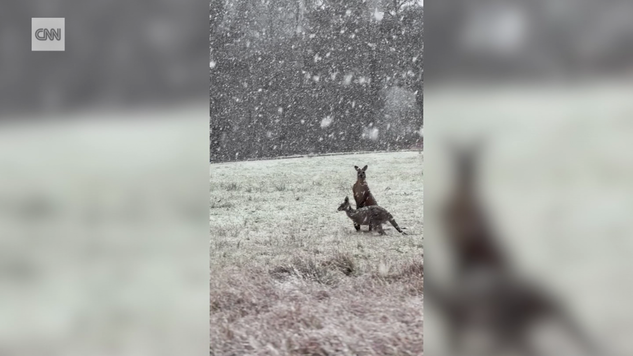 CNNE 1388954 - canguros saltan entre la nieve mientras un frente frio golpea australia