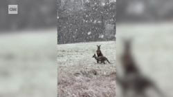 CNNE 1388954 - canguros saltan entre la nieve mientras un frente frio golpea australia