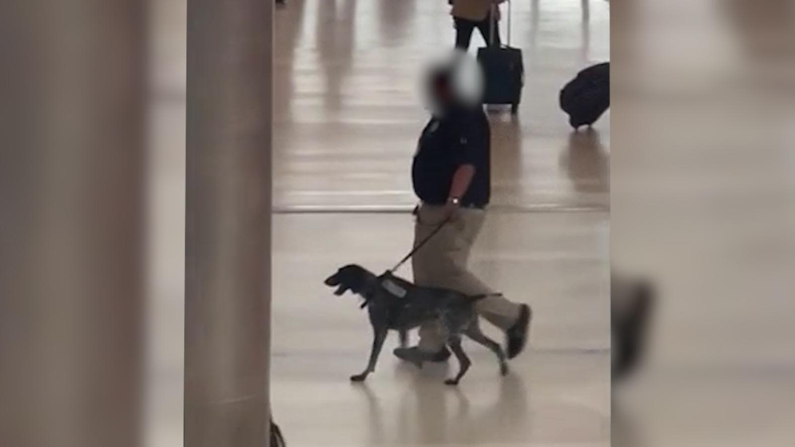 Apartan a agente de TSA por tratar así a un perro en el Aeropuerto de  Detroit