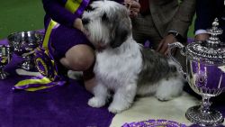 CNNE 1390017 - los ganadores del concurso de perros de westminster