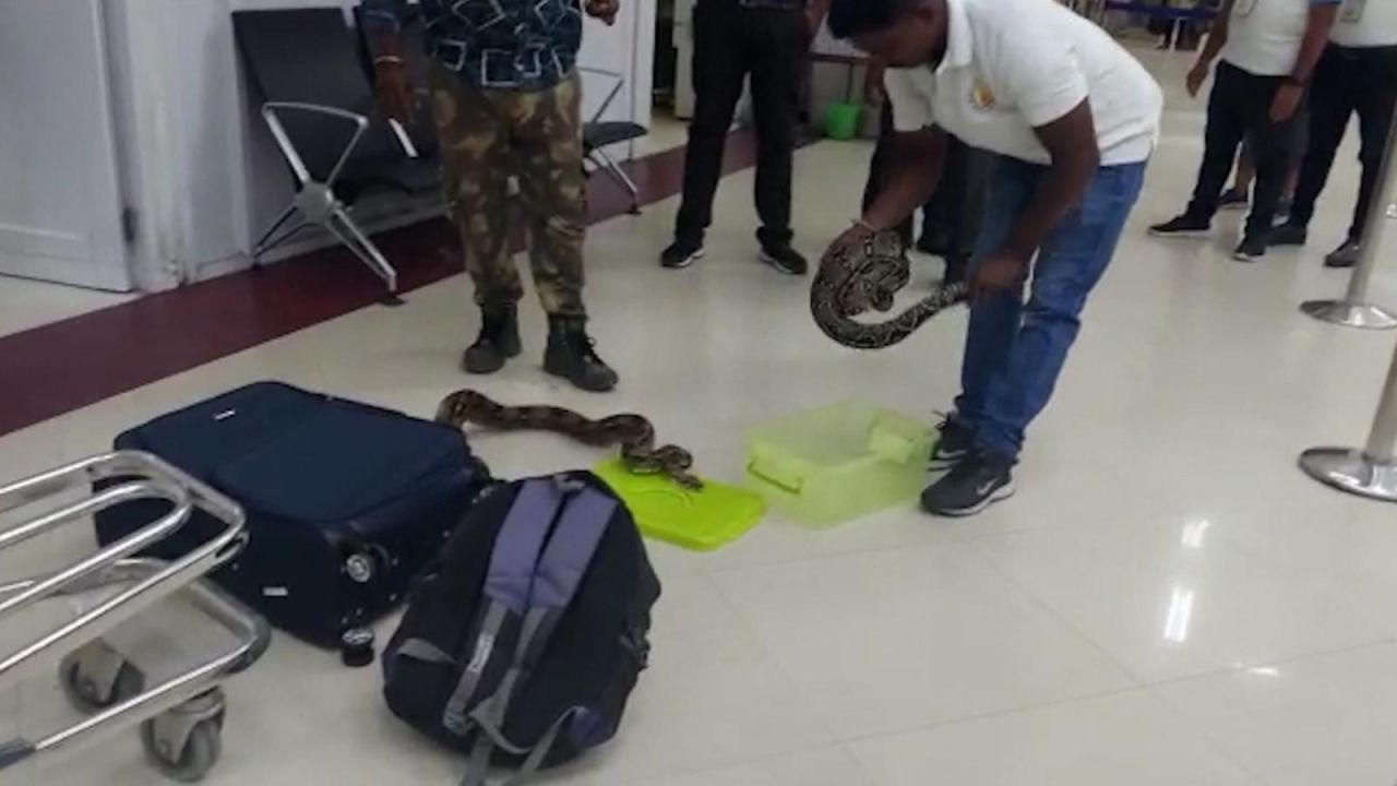 CNNE 1391318 - mira las serpientes halladas en equipaje de una mujer en aeropuerto de la india