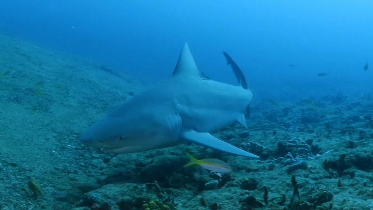 CNNE 1391320 - nadar con tiburones, el turismo podria salvarlos