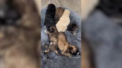 CNNE 1391462 - estos cachorritos son los nuevos miembros del cuerpo de bomberos de mexico