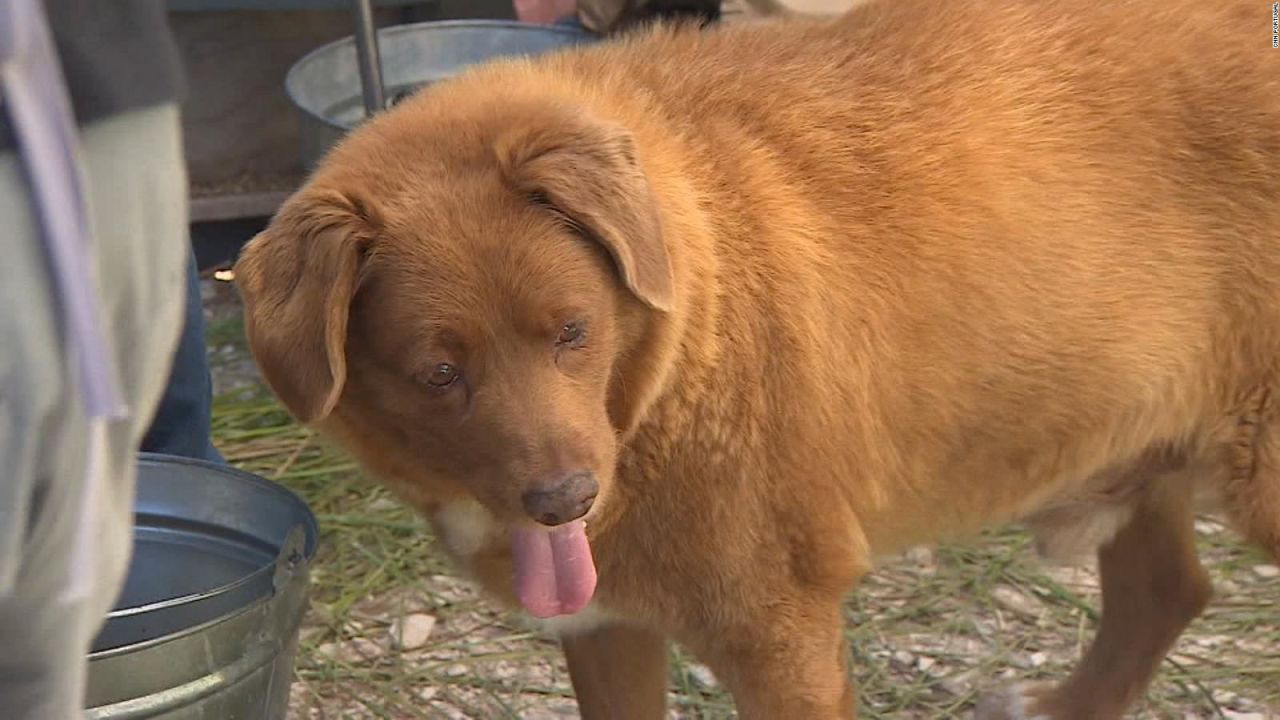 CNNE 1392482 - el perro mas longevo del planeta celebra sus 31 anos