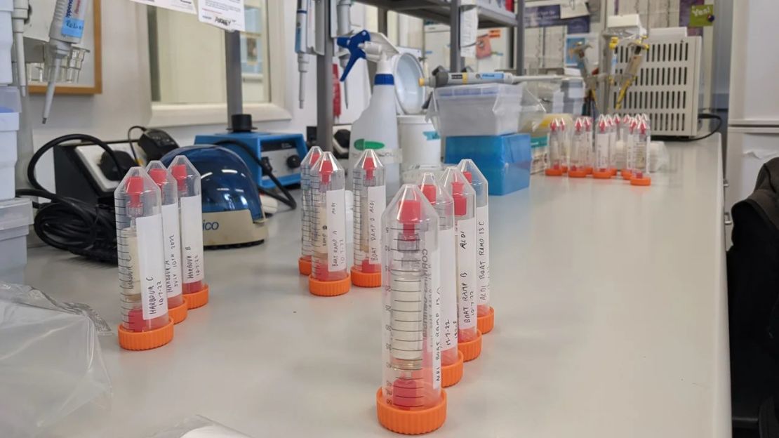Filtros preparados para la extracción de ADN ambiental. Crédito: Dr. David Duffy, Universidad de Florida