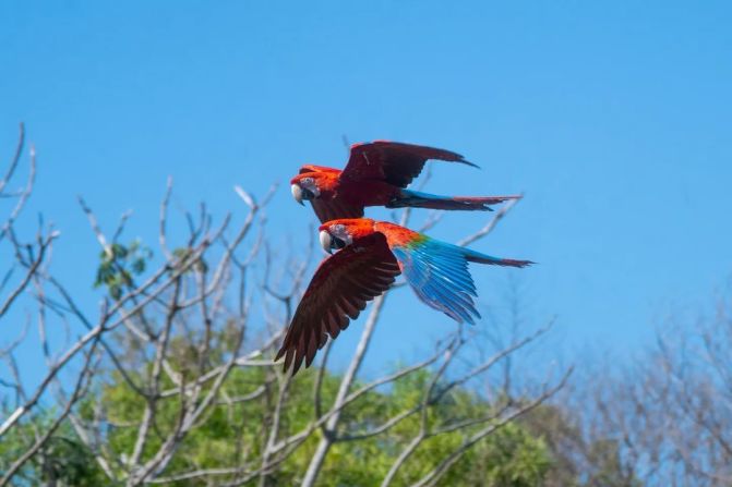 Nuevos guacamayos rojos en el Iberá, Corrientes, Argentina. Foto: Sebastián Navajas/Rewilding Argentina