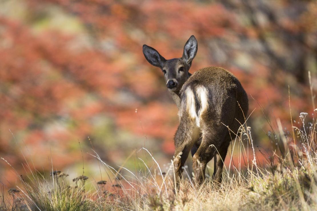 Más de 1.500 huemules sobreviven en La Patagonia, entre Chile y Argentina. Foto: Hernán Povedano/Rewilding Chile