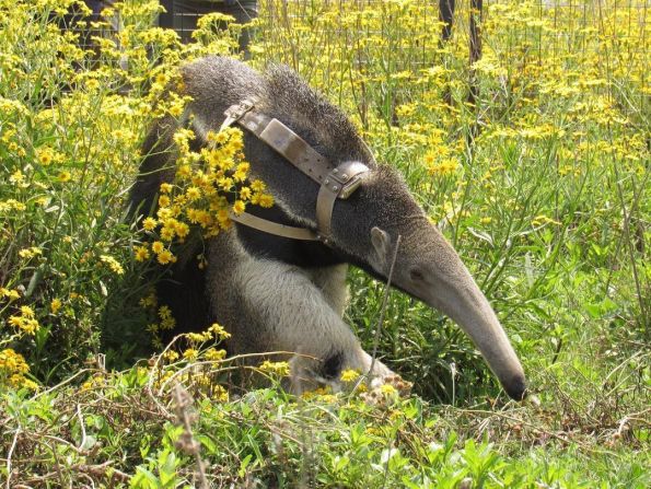 Ejemplar de oso hormiguero que se integró en noviembre de 2020 al Portal San Nicolás del Parque Nacional Iberá, Corrientes. Foto: Alicia Delgado/Rewilding Argentina