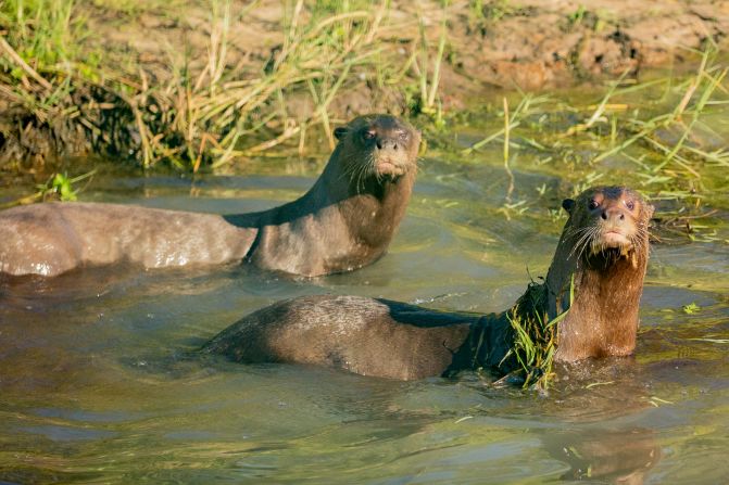 “Coco” (de Dinamarca) y “Alondra” (de Hungría), la pareja de nutrias gigantes que ya se encuentra consolidada en el Parque Iberá, provincia de Corrientes, Argentina. Foto: Matías Rebak/Rewilding Argentina