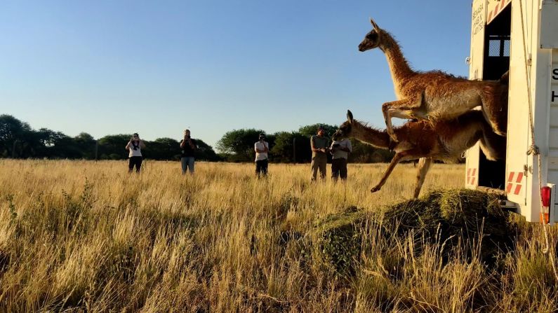 Un grupo de guanacos silvestres fue trasladado desde la provincia de Santa Cruz hasta La Pampa, donde la especie está casi extinta. Foto: Emanuel Galeto/Rewilding Argentina