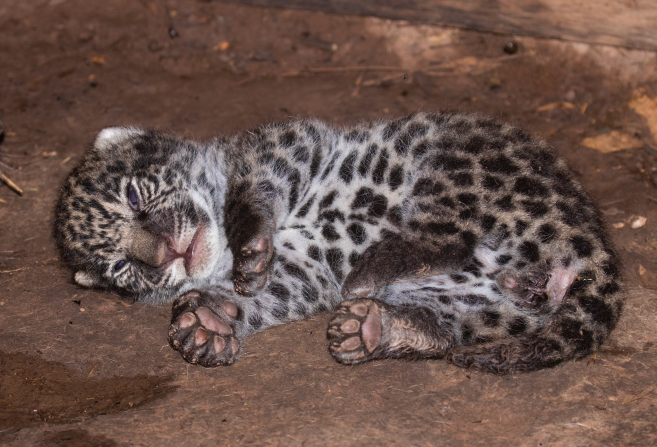 Cachorro de jaguar nacido el 5 en marzo de 2023 en el Parque Nacional El Impenetrable, provincia de Chacho, Argentina. Foto: Gerardo Cerón/Rewilding Argentina