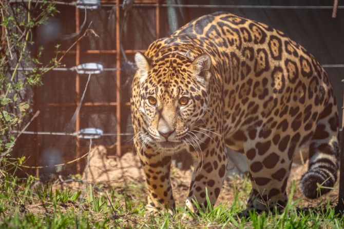 Malú, una hembra de jaguar de 7 años donada por la Reserva de Fauna Autóctona “Uruguay Tabaré González Sierra” , llegó en 2022 al Parque Iberá, en Corrientes, Argentina. Foto: Matías Rebak/Rewilding Argentina