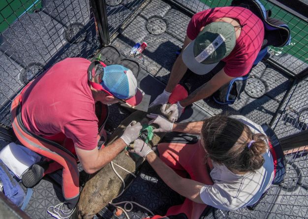 Un equipo de conservación en Patagonia Azul, provincia argentina de Chubut, marcando a un lobo marino con un dispositivo con conexión satelital. Foto: Maike Friedrich/Rewilding Argentina