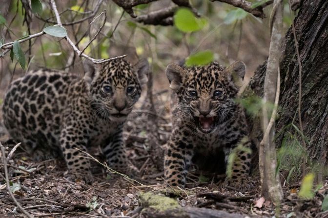 Los cachorros de jaguar nacidos en el Parque Nacional El Impenetrable, Chaco argentino, se suman a la creciente población de la especie en el Iberá, Corrientes. Foto: Miranda Volpe/Rewilding Argentina