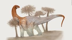 CNNE 1395439 - paleontologos del conicet hallan restos fosiles de un dinosaurio en argentina