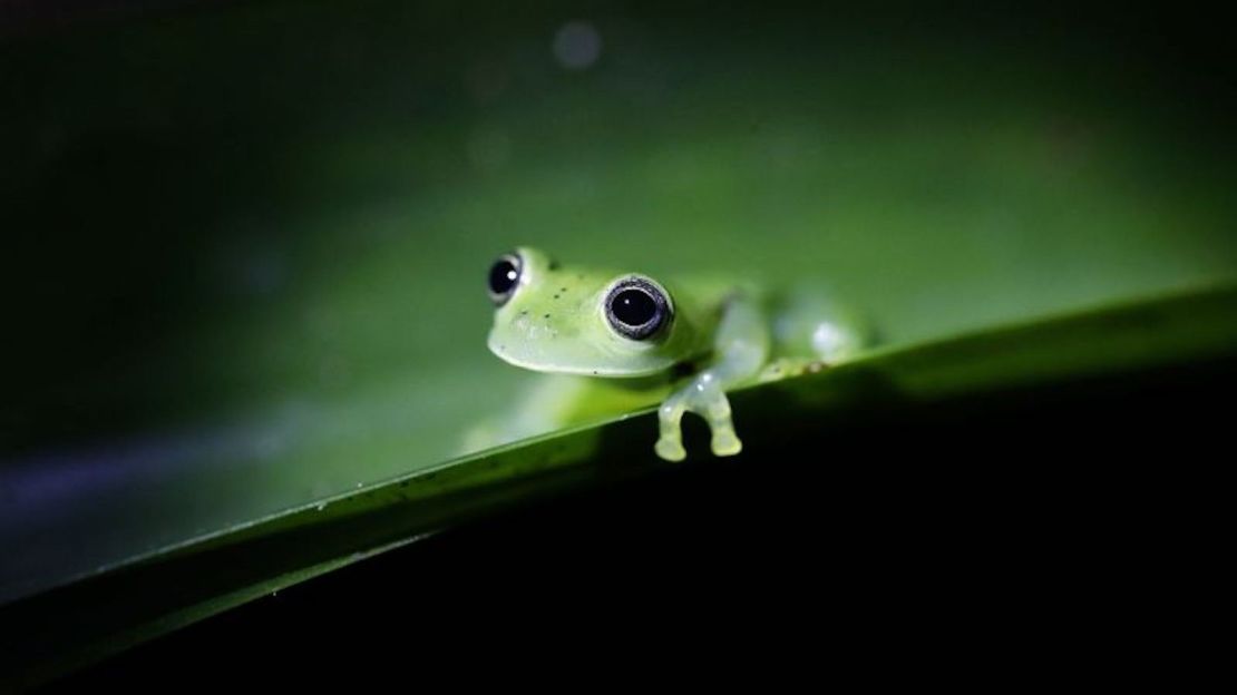 Según un nuevo estudio, los anfibios, como esta rana de cristal esmeralda de Panamá, están sufriendo un gran declive de sus poblaciones.