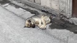 CNNE 1397221 - como cuidar a tu mascota durante la actividad volcanica