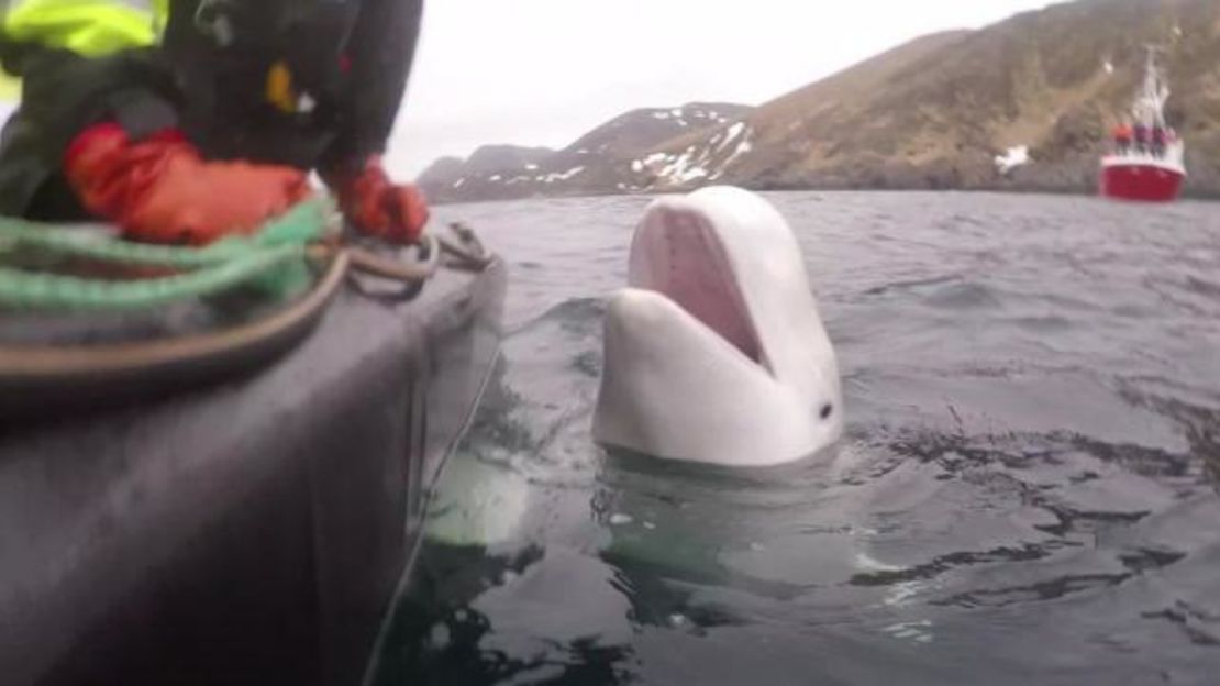 Hvaldimir ha recorrido la costa noruega.