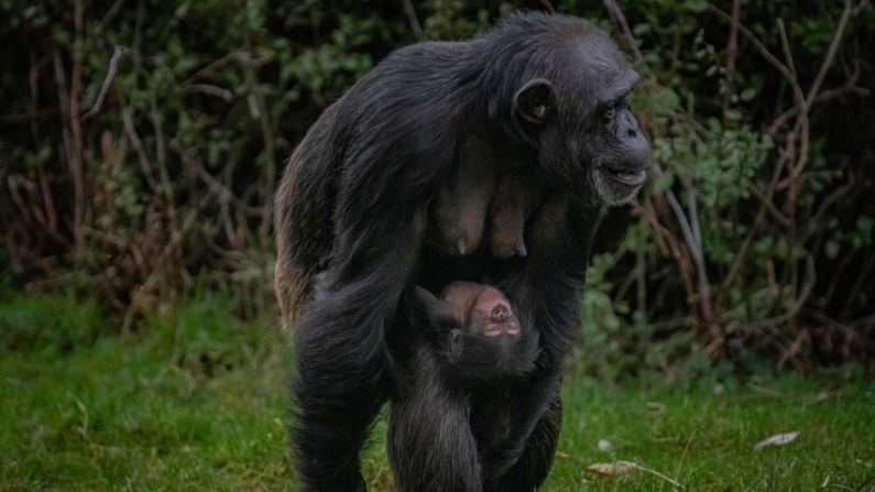 En enero de 2023, después de una gestación de ocho meses, una chimpancé occidental llamado ZeeZee dio a luz a una pequeña cría. La especie, en peligro crítico de extinción, se encuentra desde Senegal hasta Ghana en África Occidental, pero se ha extinguido en Benín, Burkina Faso y Togo. El zoo espera que el recién nacido pueda dar "un pequeño pero vital impulso" a la población mundial.