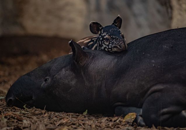 Nessa, una cría de tapir malayo nacida en noviembre de 2022, descansa la cabeza sobre su adormilada madre. La especie, originaria del sudeste asiático, está en peligro de extinción debido a la deforestación y la caza. El zoo de Chester afirma que el reciente nacimiento contribuirá a garantizar una red de seguridad de la población de tapires malayos, protegiéndolos de la extinción.